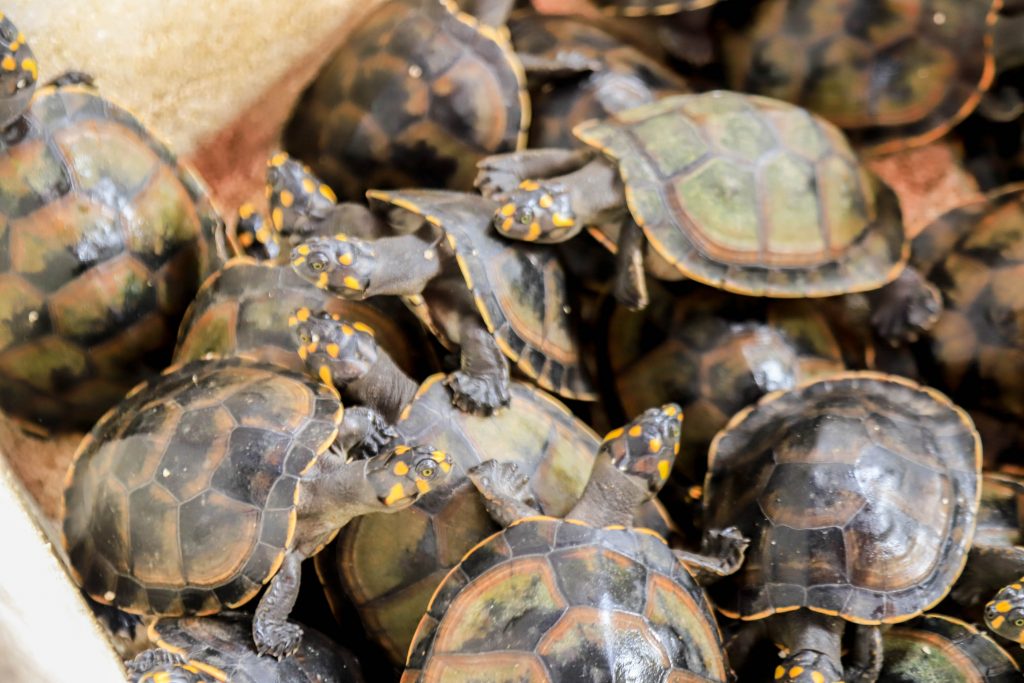 Filhotes de tracajás e tartarugas foram soltos na ilha de Jutuba