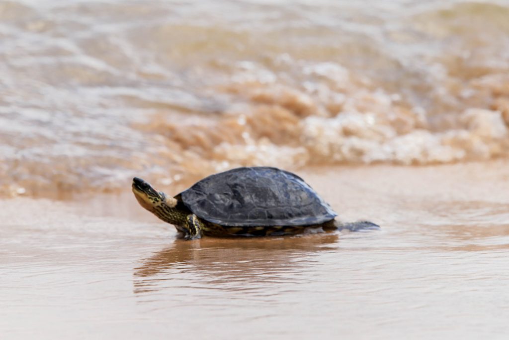 Tartaruga solta na praia de Jutuba